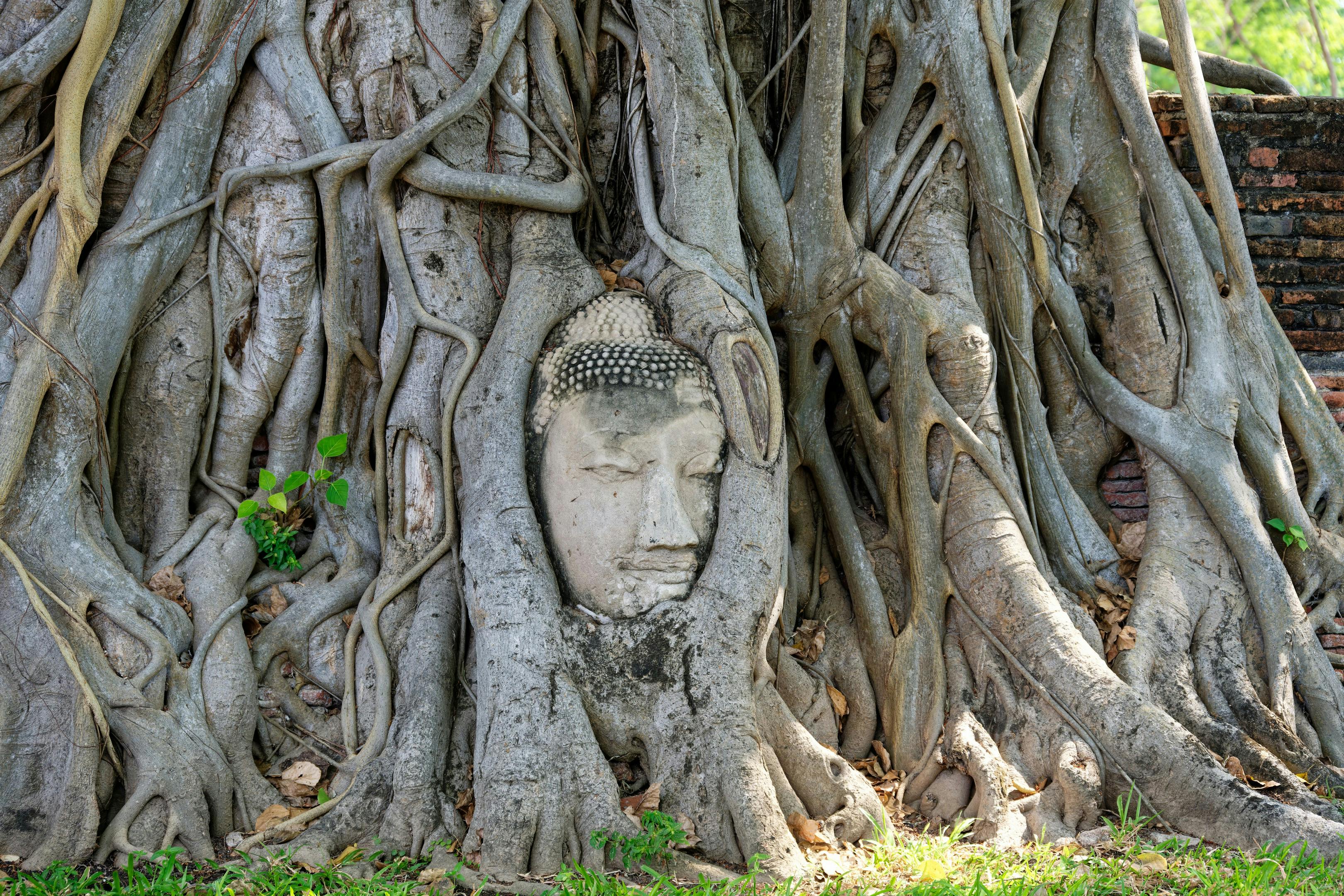 The famous sandstone Buddha head wrapped in fig-tree roots at Wat Mahathat in Ayutthaya