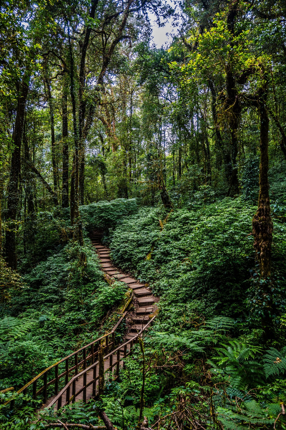 The Ang Ka boardwalk through cloud forest near the top of Doi Inthanon