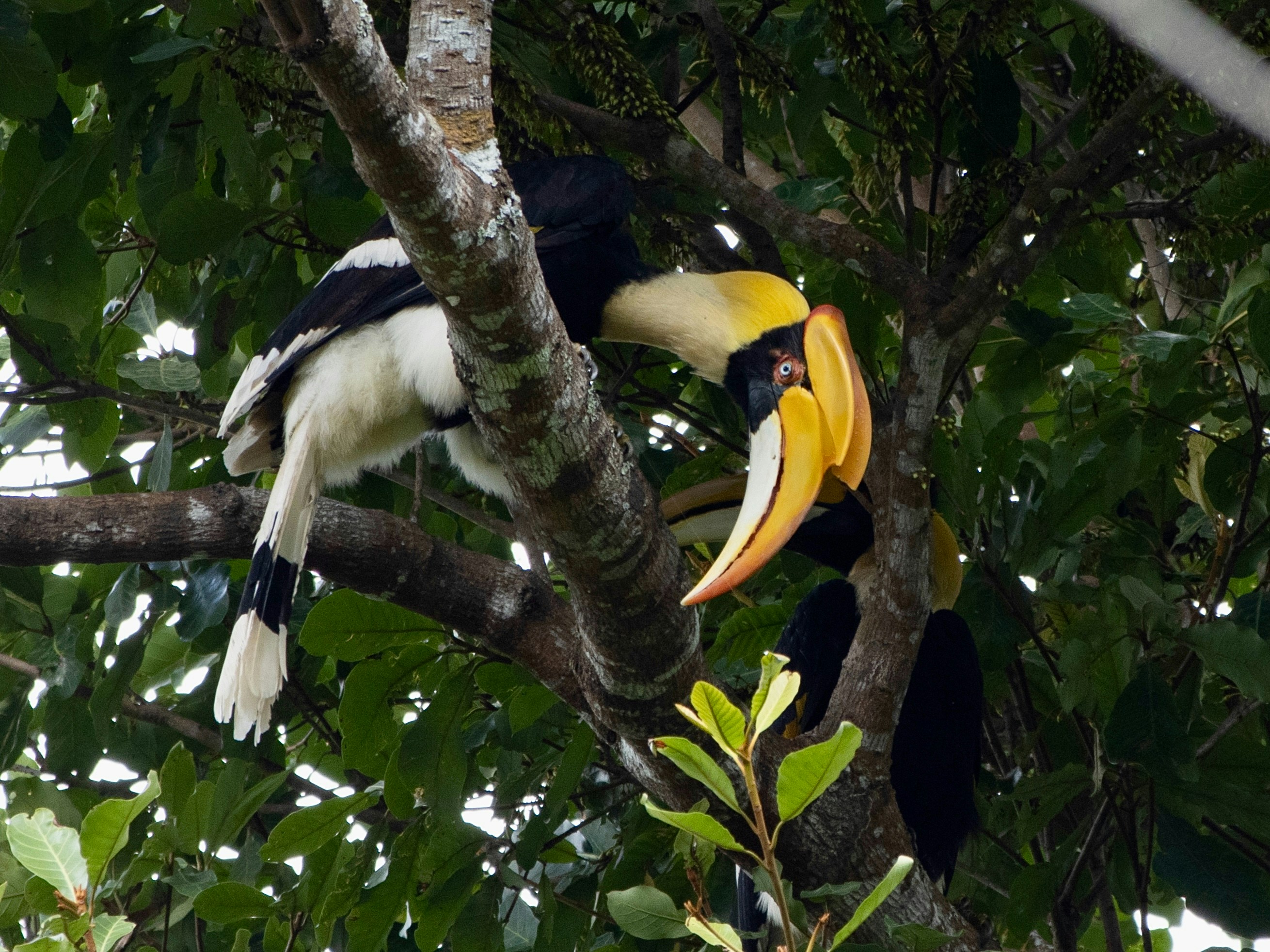 A great hornbill with its huge yellow casque and bill perched in a fruiting fig tree in Khao Yai National Park